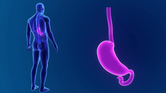 Stomach zoom with organs