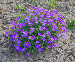 Purple flowers blossoming 