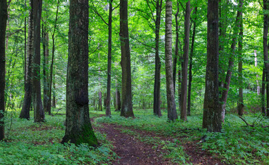 Fototapeta na wymiar Narrow path crossing old deciduous stand