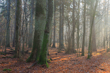 Obraz premium Autumnal misty morning in the forest