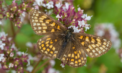 Fototapeta na wymiar Heath fritillary (Melitaea athalia) butterfly male