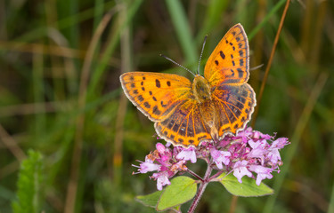 Large Copper (Lycaena dispar) butterfly female