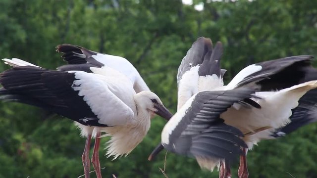 Storchennest, Jungst&ouml;rche warten auf die Mutter und bewegen die Fl&uuml;gel, Muttertier kommt und f&uuml;ttert