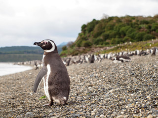 Fototapeta premium Penguin, Tierra del Fuego, Argentina