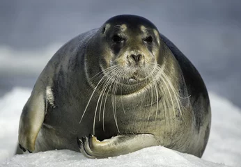 Foto auf Acrylglas Bärtierchen Bearded Seal