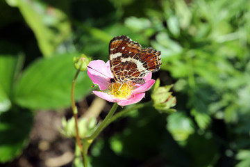 rosa Erdbeerblüte mit Landkärtchen (Araschnia levana)