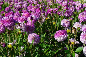 Pink dahlia's
