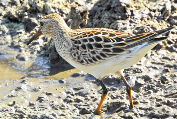 Pectoral Sandpiper (Calidris melanotos)