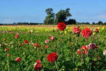 Red dahlias