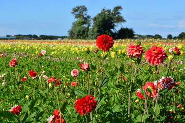 Red dahlias