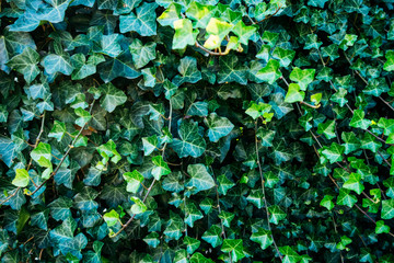 ivy wall texture in high contrasts - obrazy, fototapety, plakaty