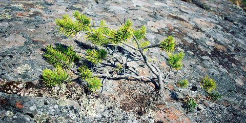 A young pine tree clings to the stone surface. Pine-tree sapling about three years old.