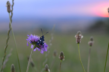 blue butterfly on a purple flower shot during sunset