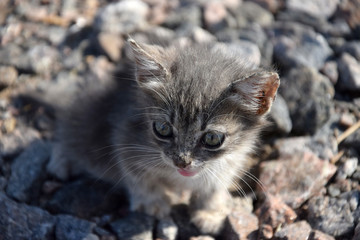 Домашние животные (Кошки)