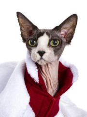 Headshot of Sphynx cat standing isolated on white background wearing red and white christmas jacket