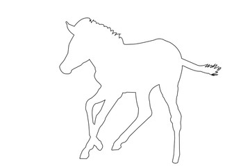 Outline of an african Zebra - digitally handdrawn illustration on white background
