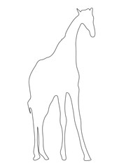 Outline of an african Giraffe - Digitally Hand Drawn Illustration