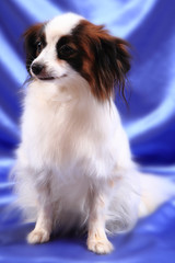 papillon dog young lady