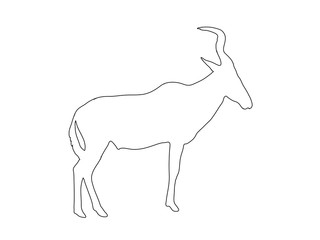 Obraz premium Outline of an african Red Hartebeest - digitally handdrawn illustration on white background