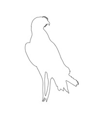 Outline of an african Chanting Goshawk - digitally handdrawn illustration on white background