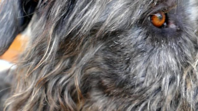 Irish wolfhound dog looking at the camera and on the side. Focus on the eye. Long haired dog (Irish Wolfhound)with closeup on eyes. Slowmotion of dog detail footage 120fps.
