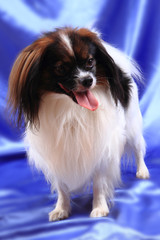 papillon dog young lady