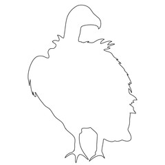 Outline of an african Vulture - digitally handdrawn illustration on white background