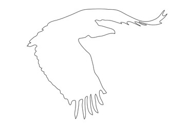 Outline of an african Vulture - digitally handdrawn illustration on white background