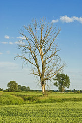 Withered tree among green fields