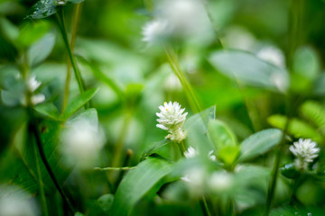 Grass flower