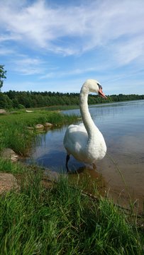 Thoughtfully swan