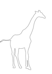 Outline of an african Giraffe - Digitally Hand Drawn Illustration