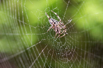 Araneus diadematus spider curled, waiting for its victim in his web