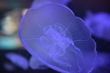 Jellyfish