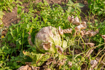 Cabbage growing in a garden damaged by pest