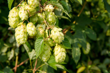 Hops - flowers of the hop plant Humulus lupulus