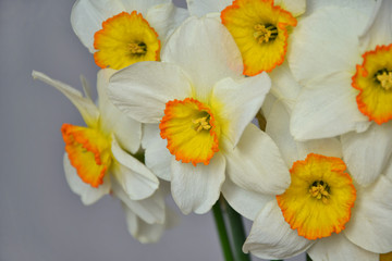 Narcissus spring flowers bouquet white yellow closeup 1