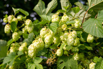 Hops - flowers of the hop plant Humulus lupulus