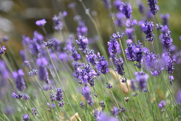 Naklejka premium Lavender