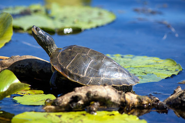 Close up of painted turtles on Point Pelee conservation area, Ontario.