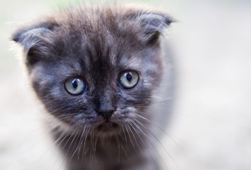 kitten standing and looking surprised look