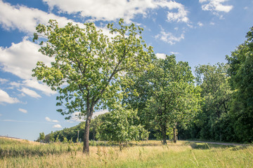 Fototapeta na wymiar Baum auf Feld