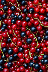 Currant black and red. Berries background. Fresh organic currant from village garden. Ecological berries for desserts, smoothie or jam.