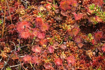 Rundblättriger Sonnentau (Drosera rotundifolia) im Hochmoor 

