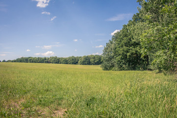 Fototapeta premium Feld am Waldrand