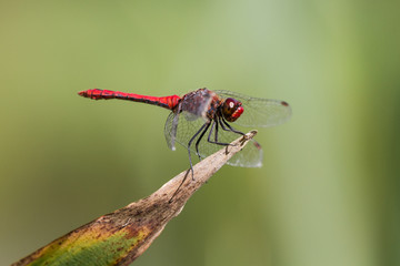 Ruddy Darter Dragonfly perched on a plant