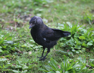 Western jackdaw