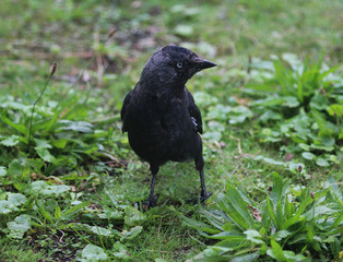 Western jackdaw