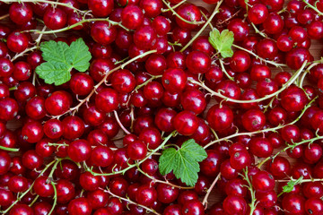 Currant red. Berries background. Fresh organic currant from village garden. Ecological berries for desserts, smoothie or jam.