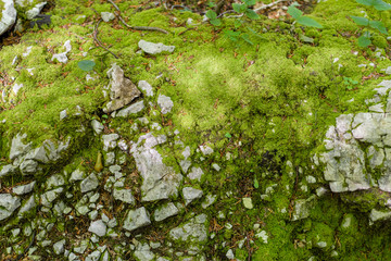 Moss and Stones in woods, greenery, color of the year